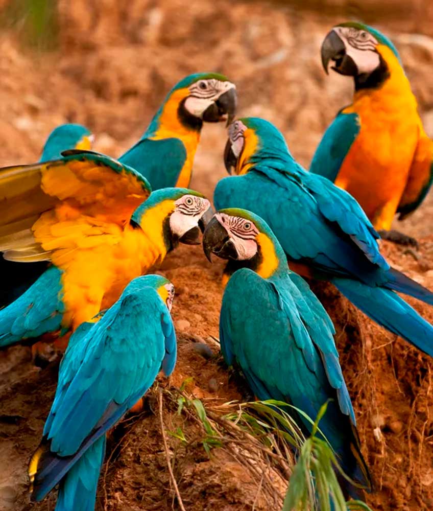 beautiful-macaws (1)