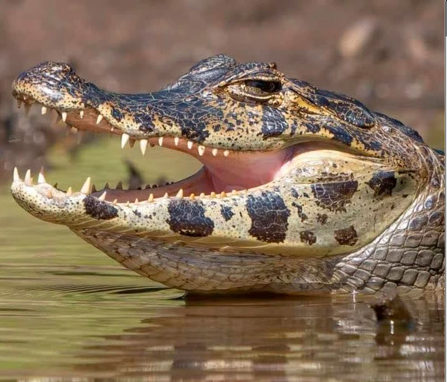 caiman (1)