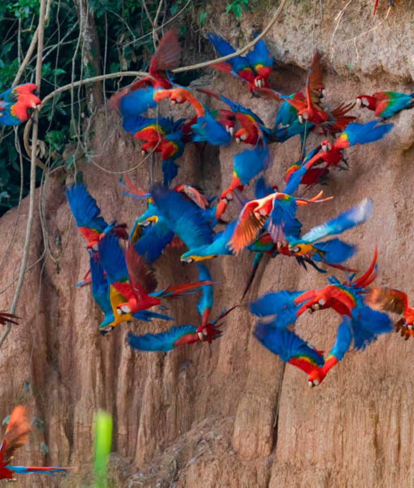 collpa-macaw (1)