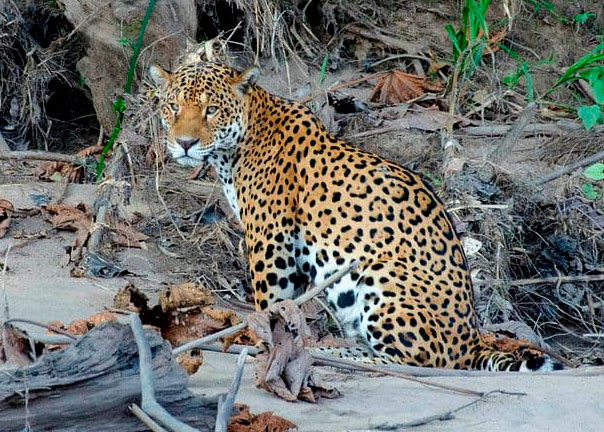 jaguar-1