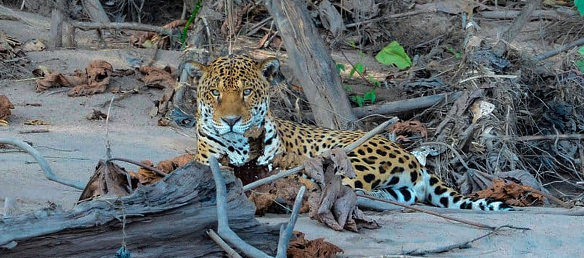 jaguar (2)