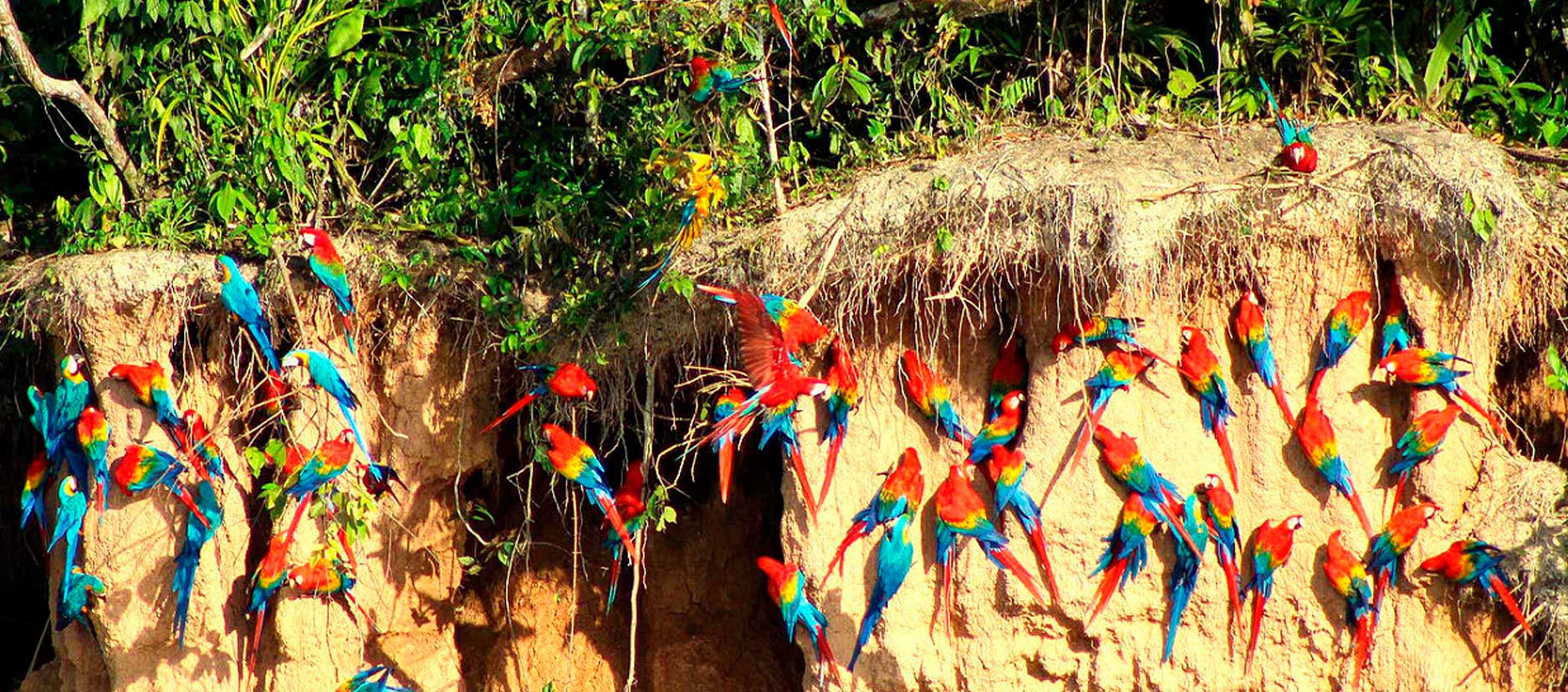 macaw-clay-lick-peru (1)