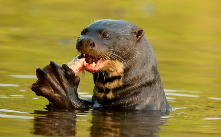 nutria (1)