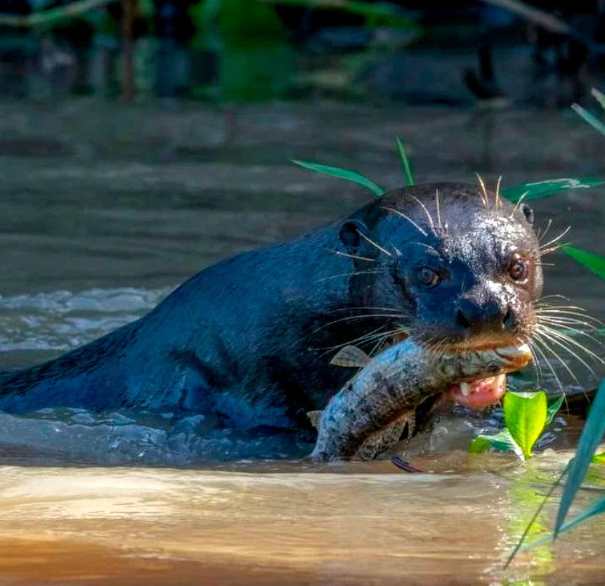 nutria-3d (1)