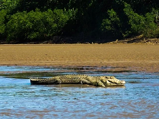 crocodile